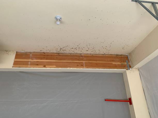 Best Mold Removal for HVAC Installations  in Suwanee, GA